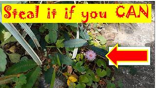 Steal Mimosa Pudica Leaves Challenge: Who can Pick the Leaves Without Causing it to Close