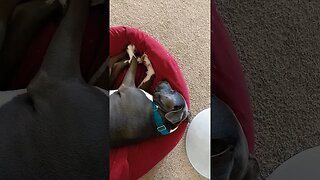 snores like an old man. #einsteinsbackyard #pitbulls #shorts #dog #snoringdog #shortvideo #pitties