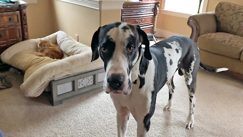 Funny Great Dane Can't Convince Cat To Get Out Of His Bed
