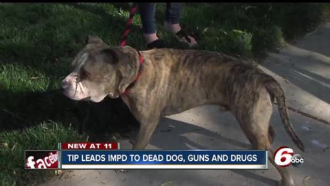 IMPD finds burned dog, guns and drugs at home linked to shot pit bull