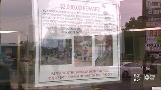 Surveillance video shows a man stealing a puppy from a Tampa pet store