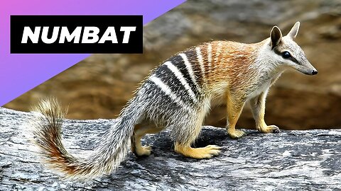 Numbat 🐿 One Of The Rarest Animals In The Wild #shorts
