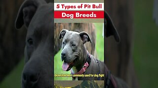 5 Popular PITBULL Breeds | Pitbull Types 2023