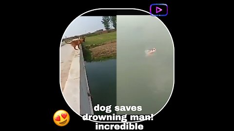 dog saves drowning man! incredible