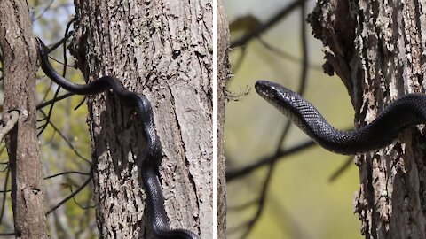 Seven foot Eastern Ratsnake climbs straight up a tree