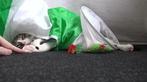 Funny Kitten Fainted in the Cat Tunnel