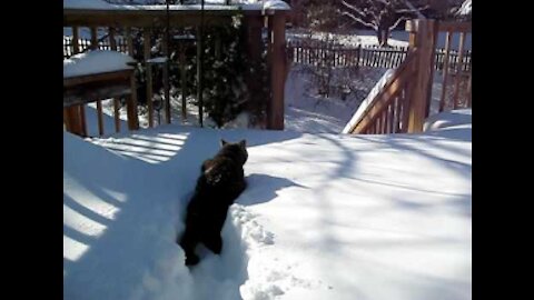 Cat jumps into large pile of snow