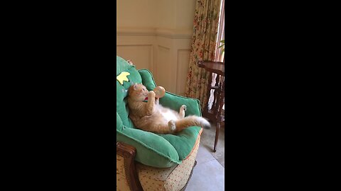 🥰 cute cat video 📷 funny video cat