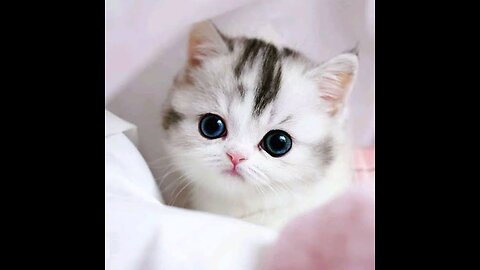 Baby cat #funny video of cute cat