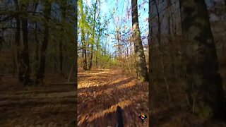 INSTA 360 X3 - Autumn bike ride - SUBSCRIBE - #shorts