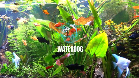 Come Chill with Me! Live Planted Fish Tank and Lofi Beats