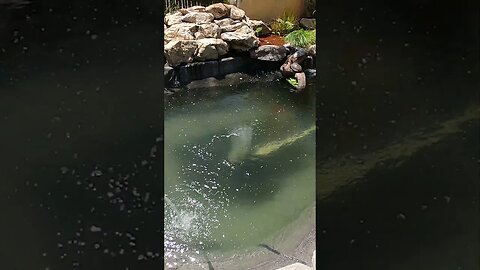 Pond filling timelapse #shorts