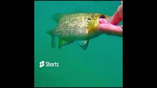 Rock Bass Release