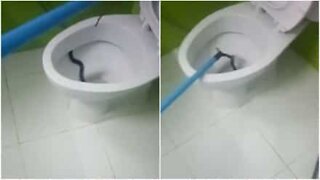 Skremmende øyeblikk da en slange blir funnet i toalettskålen!