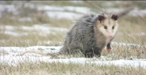 Fearless Yorkshire terrier chases away opossum