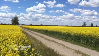 Golden canola fields flanked by wind turbines in Harrow, ON