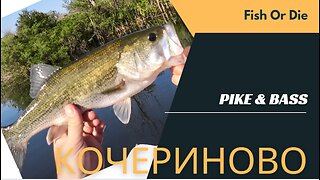 Щука и Бас на Кочериново - Bass and Pike at Kocherinovo lake