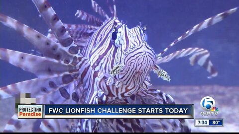 FWC Lionfish challenge begins