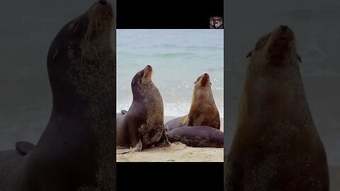 The Galapagos Fur Seal Facts #shorts #amazingfacts #animals