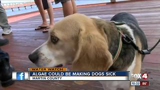 Three dogs confirmed sick from ingesting Cyanobacteria in Martin County waterways, more to be tested