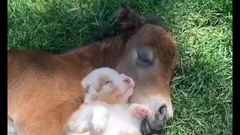 Molly taking a nap with her best friend a baby horseBoth