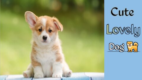 |cute dogs|| lovely ||pet animal