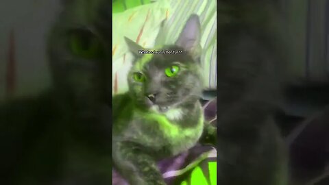 RGB Cat? Video By kernal thedoggie #Shorts