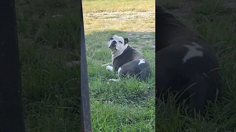 my handsome little blob of black and white