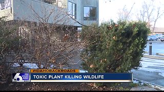 Do you have this toxic plant in your yard? It might be killing wildlife.