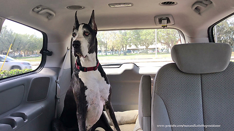 Great Dane is Happy to Be in the MiniVan and Out of the Vet's Office