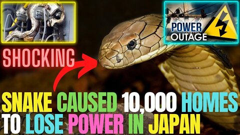 Snake Caused Power Outage in Japan | A Snake Caused 10,000 Homes To Lose Power | Snake Electrocuted