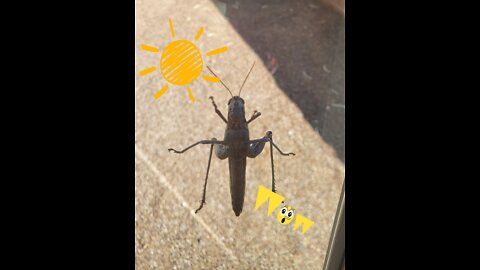 Patio Life Giant Grasshopper