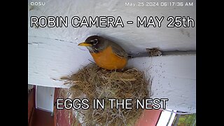 The ROBIN Camera - May 25th - Eggs In The Nest!