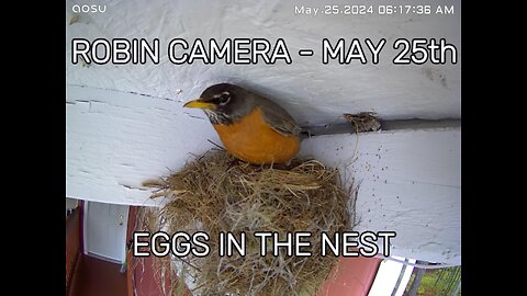 The ROBIN Camera - May 25th - Eggs In The Nest!
