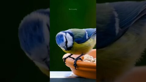 Songbird #kolinsky #birds