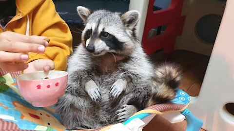 الراكون الأليف المدلل يتغذى باليد مثل الطفل Pampered pet raccoon gets hand fed like a baby