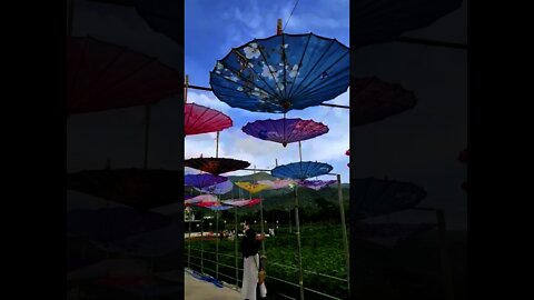 Wisata taman payung di hongkong