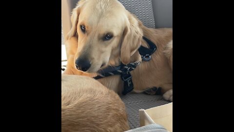 Sleepy Golden Retriever