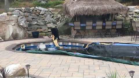 Smart Bear Finds A Way To Steal Water Bags From A Pool