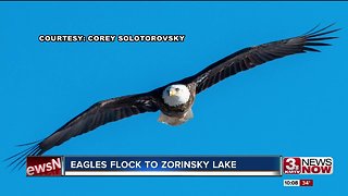 Bald eagles return to West Omaha