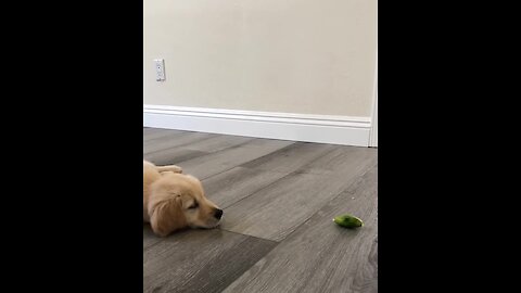 This Golden Retriever Puppy Is Completely Confused By A Slice Of Lime