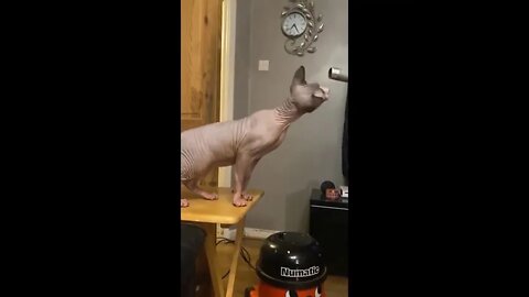 Funniest Cat Ever - Try Not to Laugh - Best of Tiktok 2022 #18