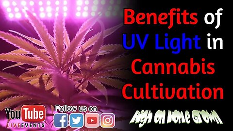 Cannabis News | Benefits of UV Light in Cannabis Cultivation | @HighonHomeGrown Episode 151