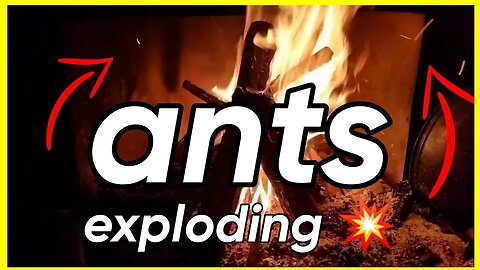 Millions of ANTS EXPLODING wth