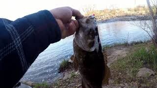 Smallmouth Release