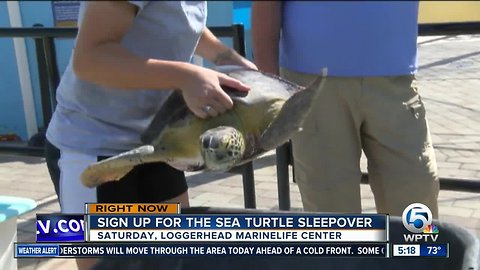 Sea turtle sleepover for kids at Loggerhead Marinelife Center