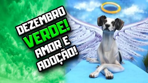 DEZEMBRO VERDE: Amor e Adoção Responsável | Dr. Edgard Gomes | Alimentação natural para Cães