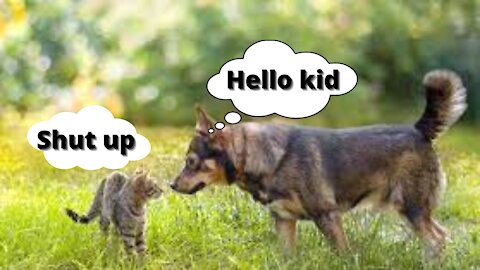 When a dog meets a cat