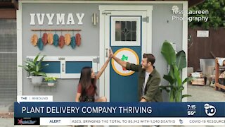 San Diego houseplant delivery company thriving during pandemic