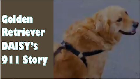 Golden Retreiver DAISY's 911 Story